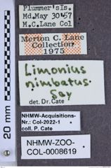 Etiketten zu Tetralimonius nimbatus (NHMW-ZOO-COL-0008619)
